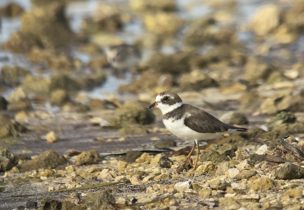 Semipalmated Plover - ML368352111