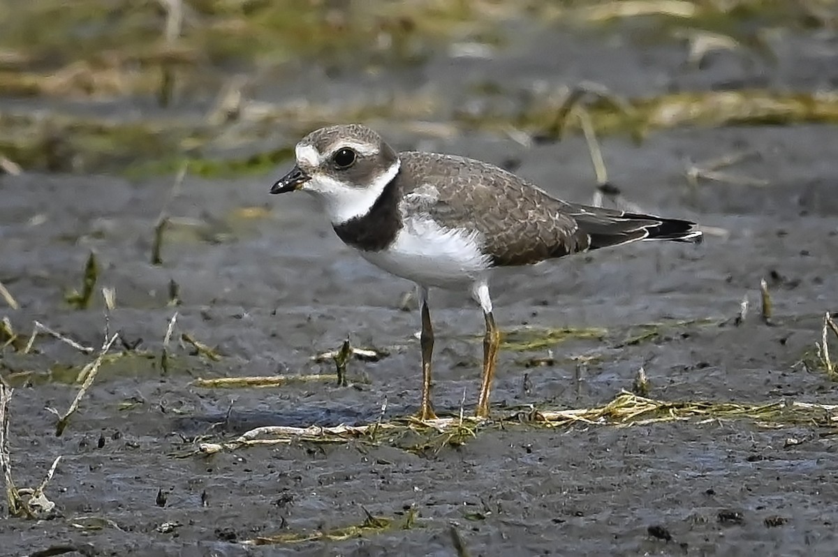 Semipalmated Plover - ML368355831