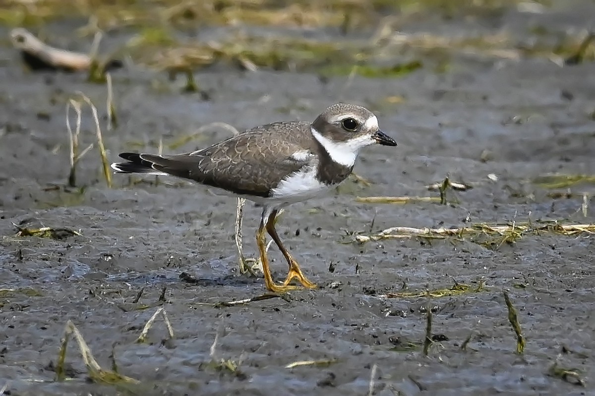 Semipalmated Plover - ML368355841