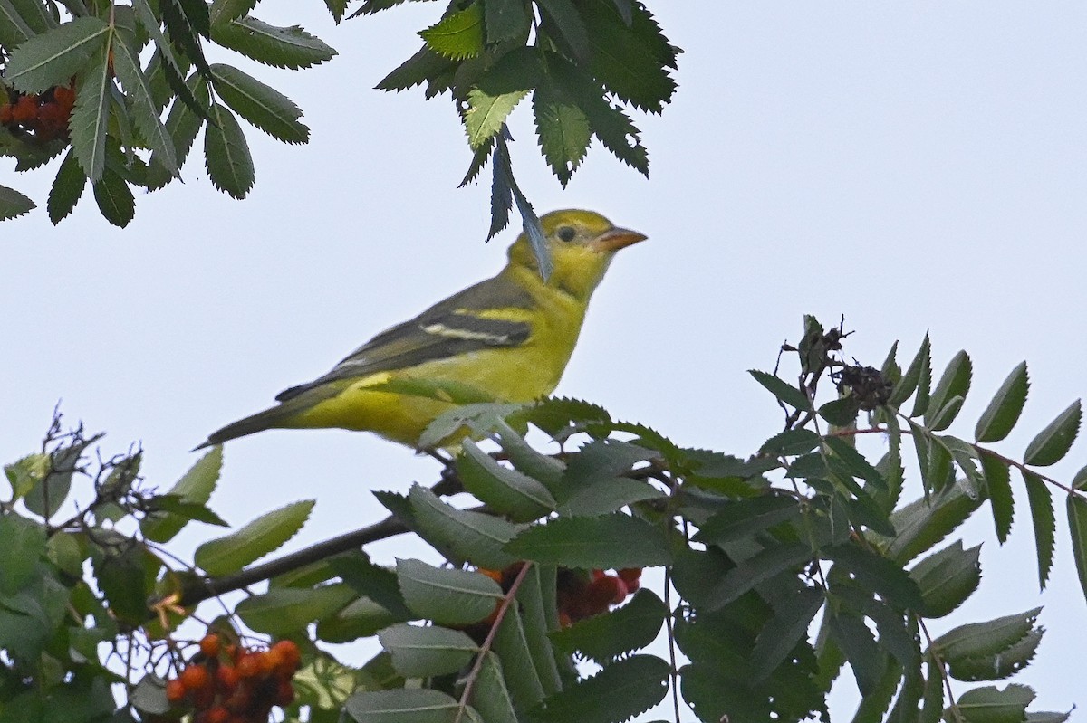 Western Tanager - Roger Beardmore