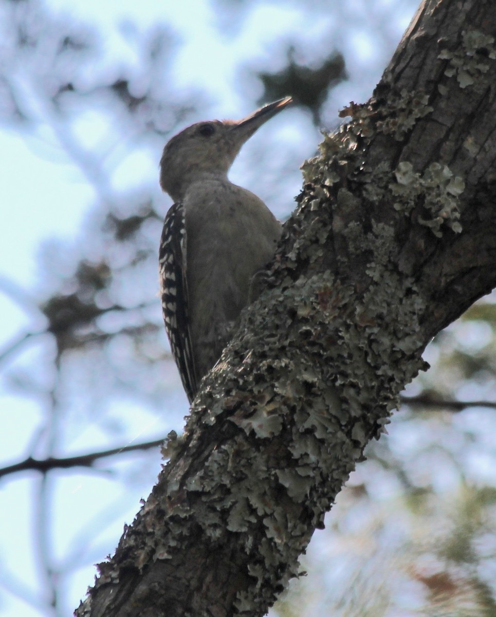 Red-bellied Woodpecker - ML368359011
