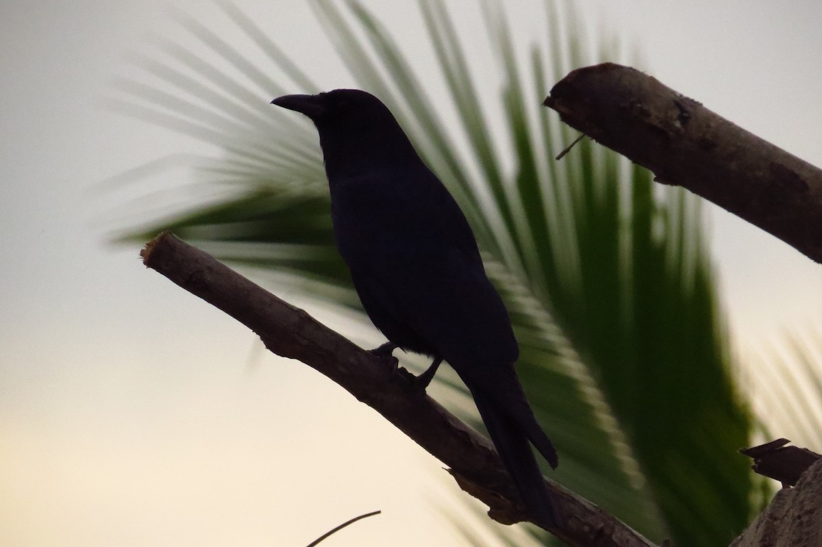 Sinaloa Crow - Bryant Olsen