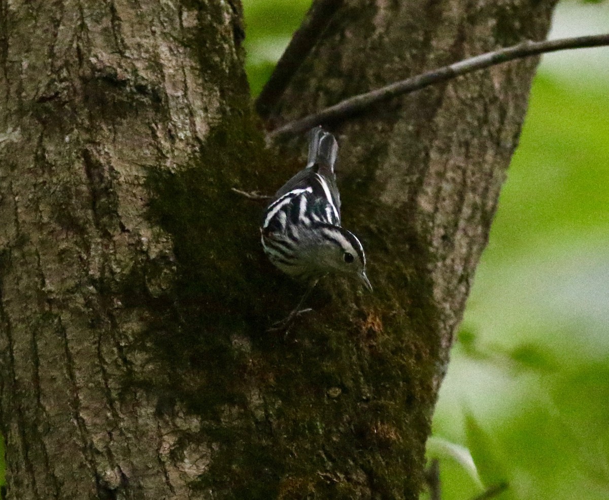 Black-and-white Warbler - Nora Papian