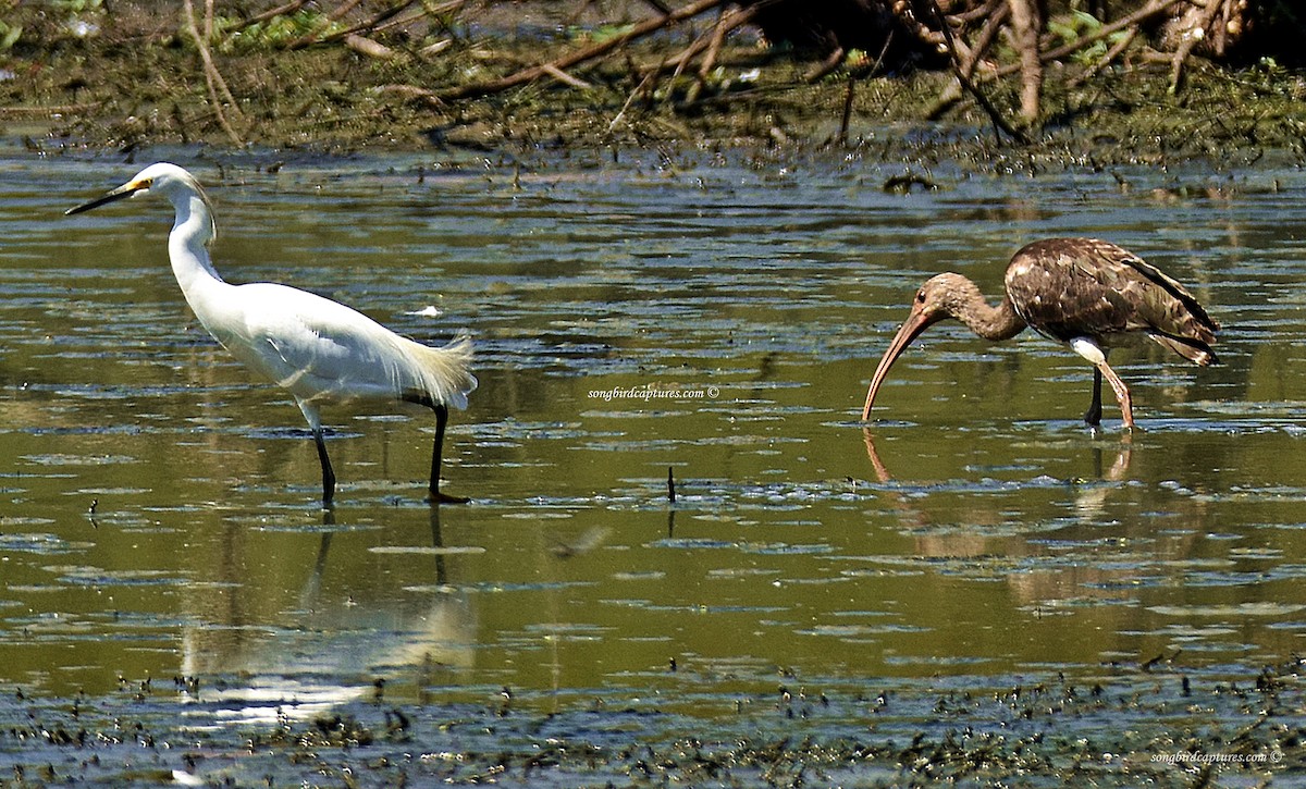 White Ibis - Candace Casey