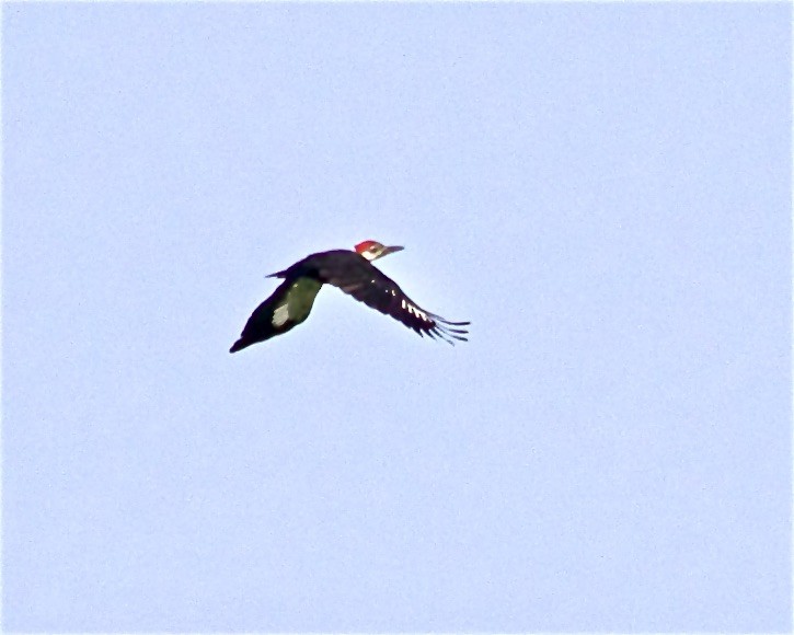 Pileated Woodpecker - ML368367421