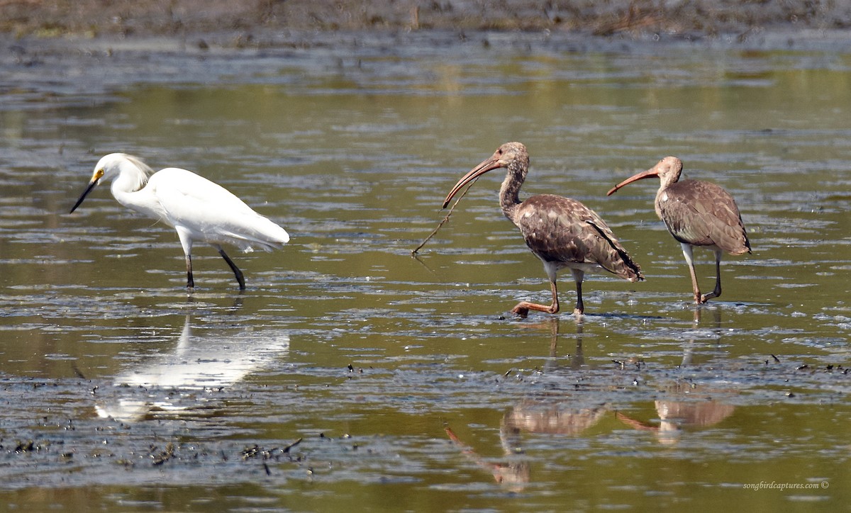White Ibis - Candace Casey