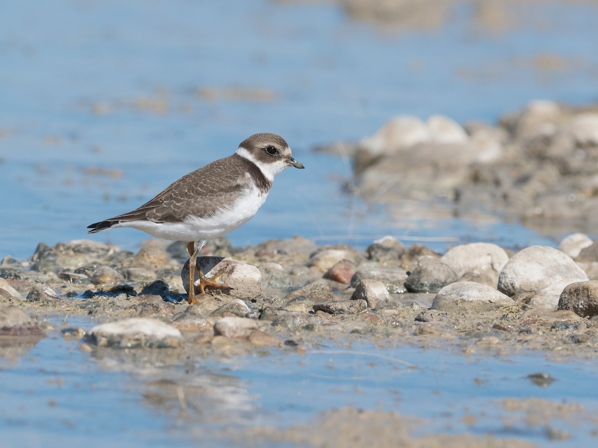 Semipalmated Plover - ML368368181