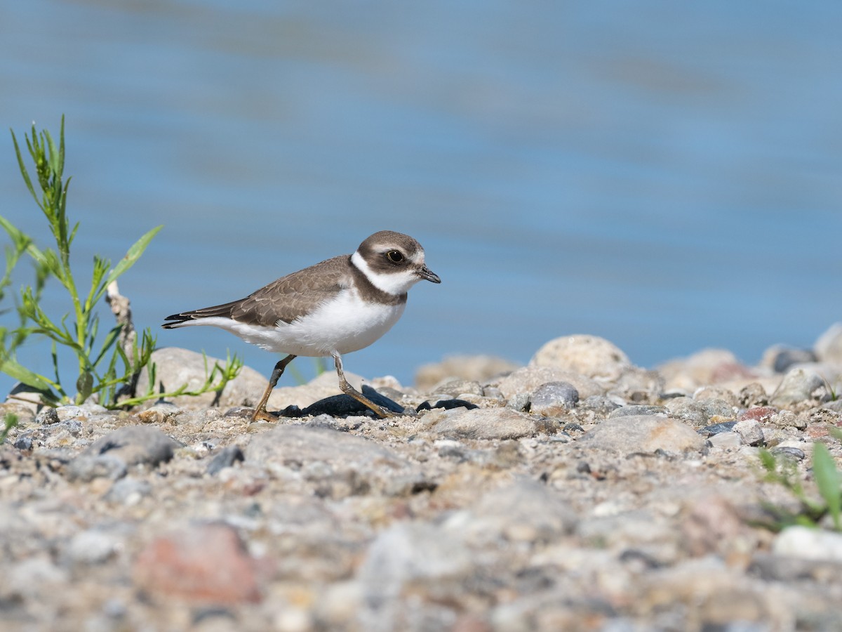 Semipalmated Plover - Steve Wickliffe