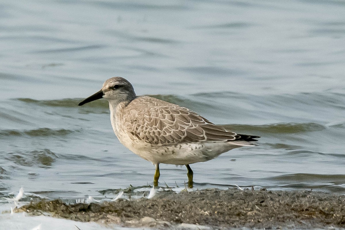 Red Knot - Kenny Miller