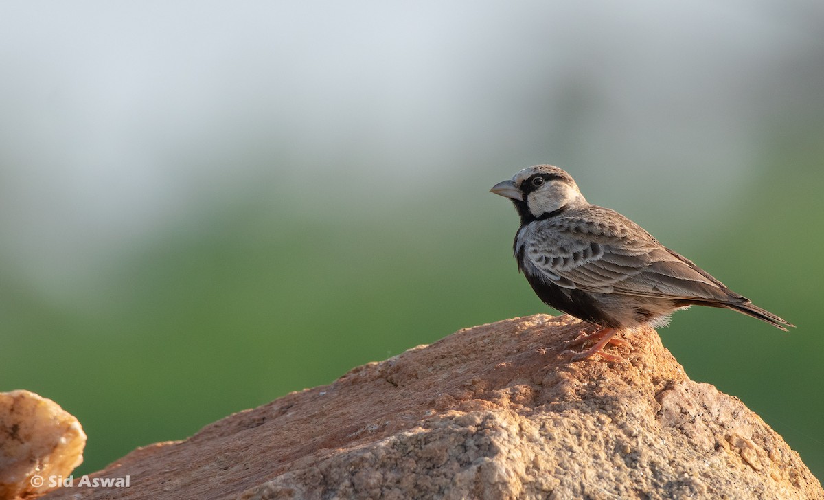 Ashy-crowned Sparrow-Lark - sid aswal