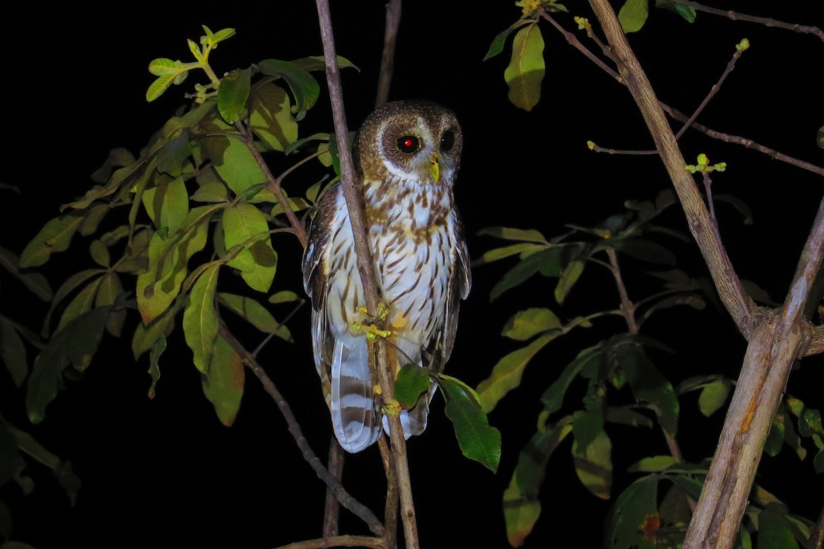 Mottled Owl - ML36837961