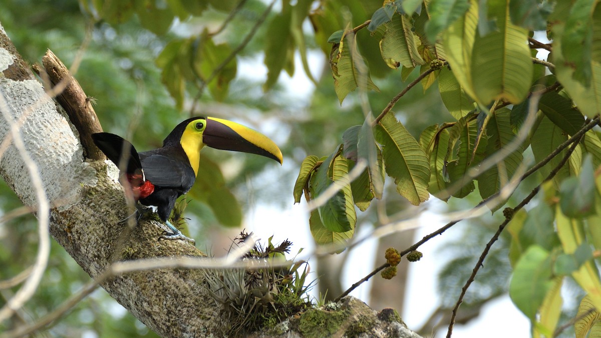 Yellow-throated Toucan - Miguel Aguilar @birdnomad