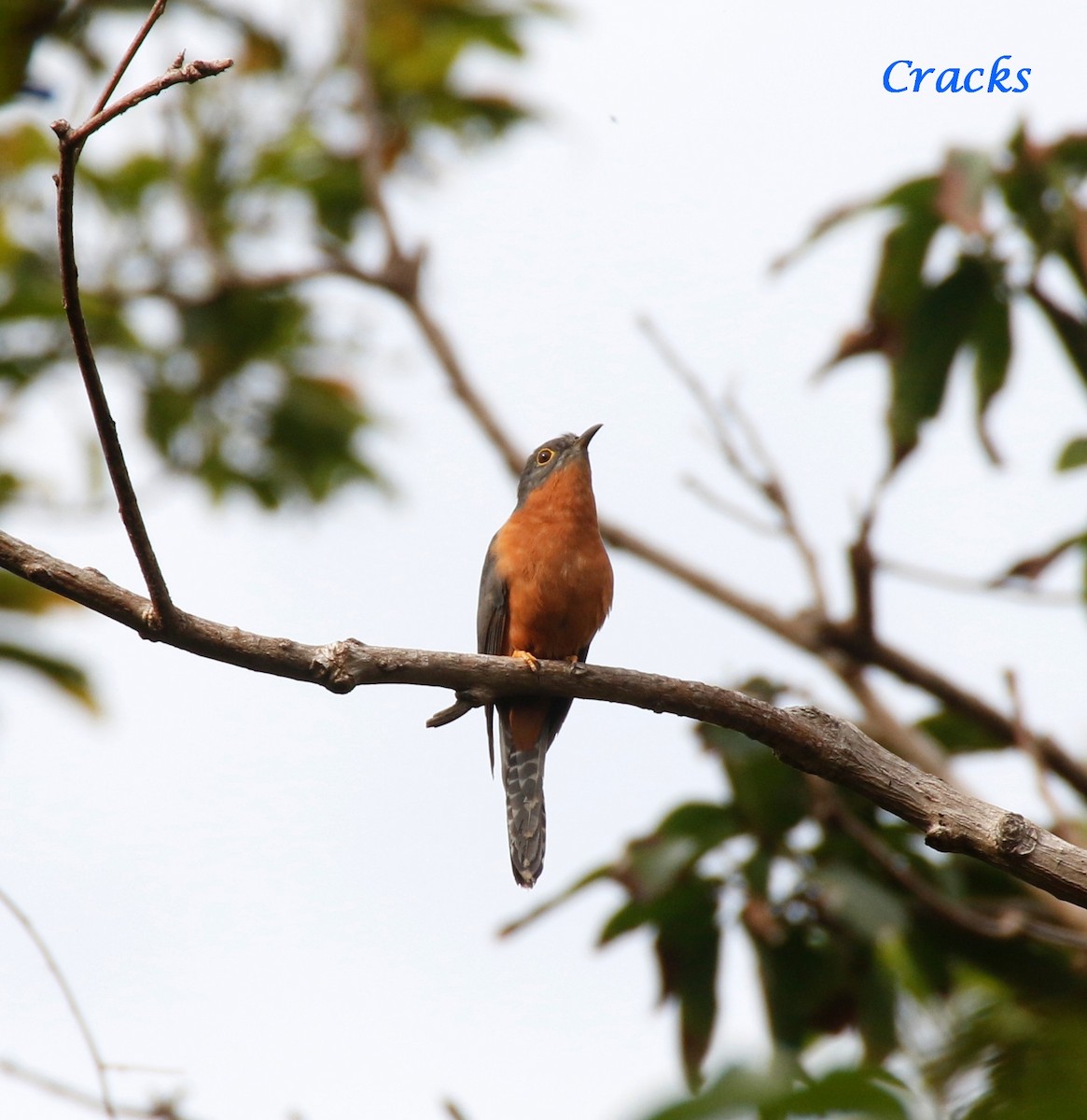 Chestnut-breasted Cuckoo - ML368383661