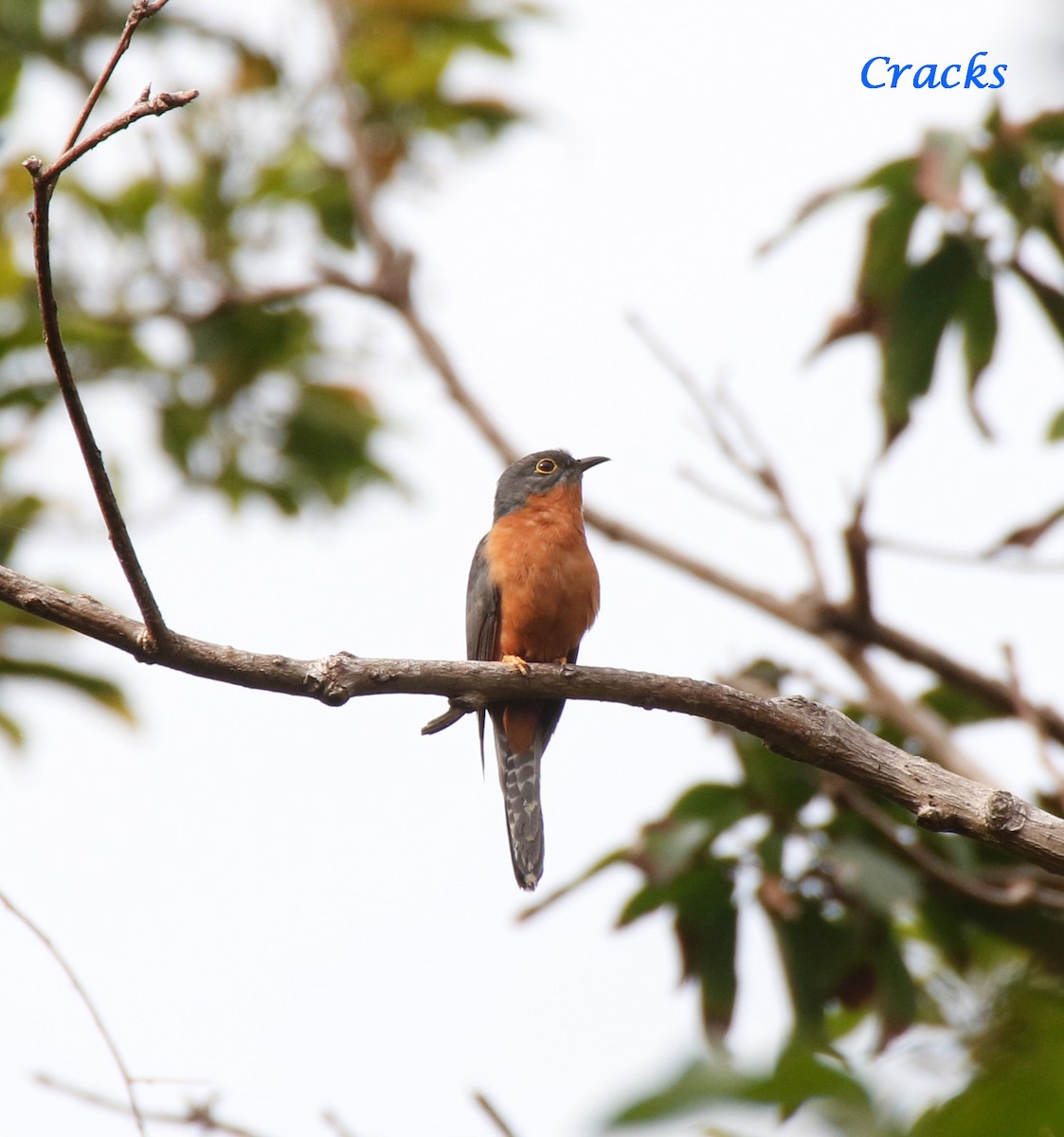 Chestnut-breasted Cuckoo - ML368383691