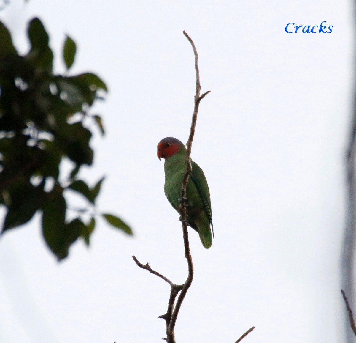 Red-cheeked Parrot - ML368383871