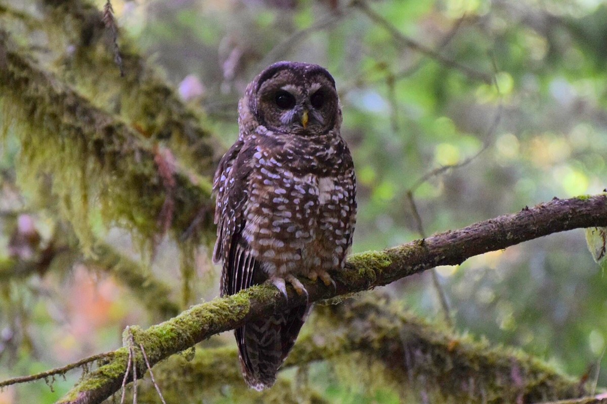 Spotted Owl - Max Leibowitz