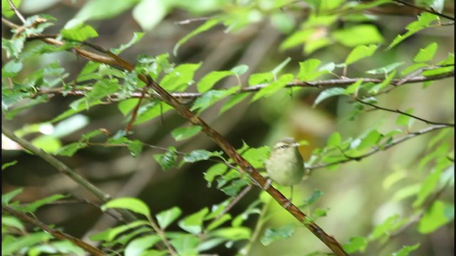 Large-billed Leaf Warbler - ML368388801