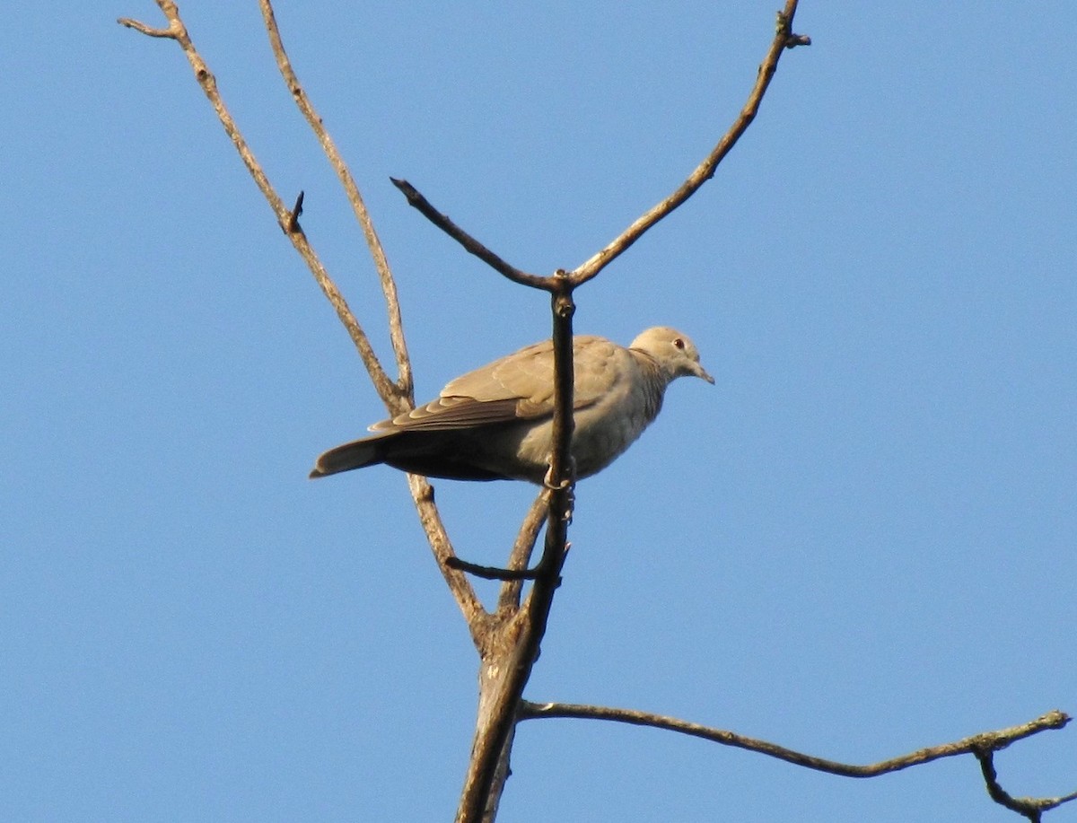 Eurasian Collared-Dove - Ken Hodonsky