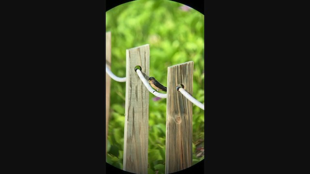 Barn Swallow (American) - ML368393901
