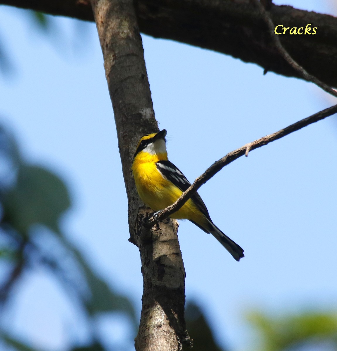 Yellow-breasted Boatbill - ML368394211