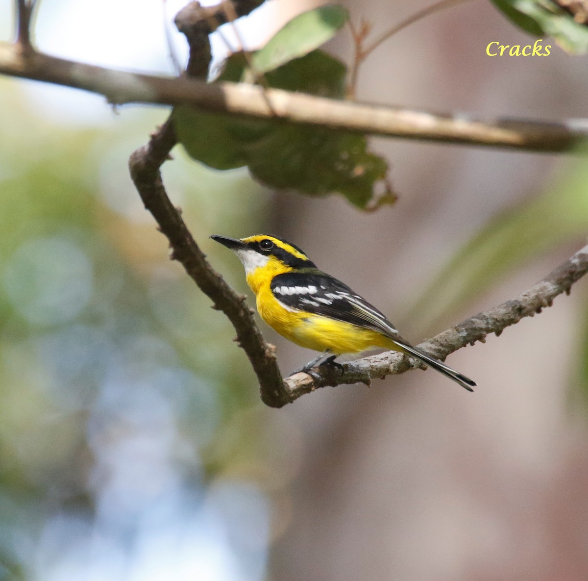 Yellow-breasted Boatbill - ML368394331