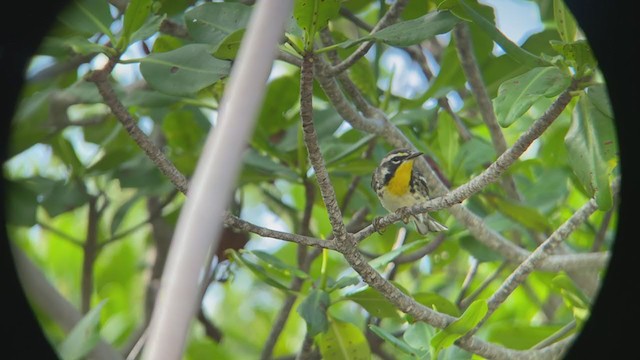 Yellow-throated Warbler - ML368394891