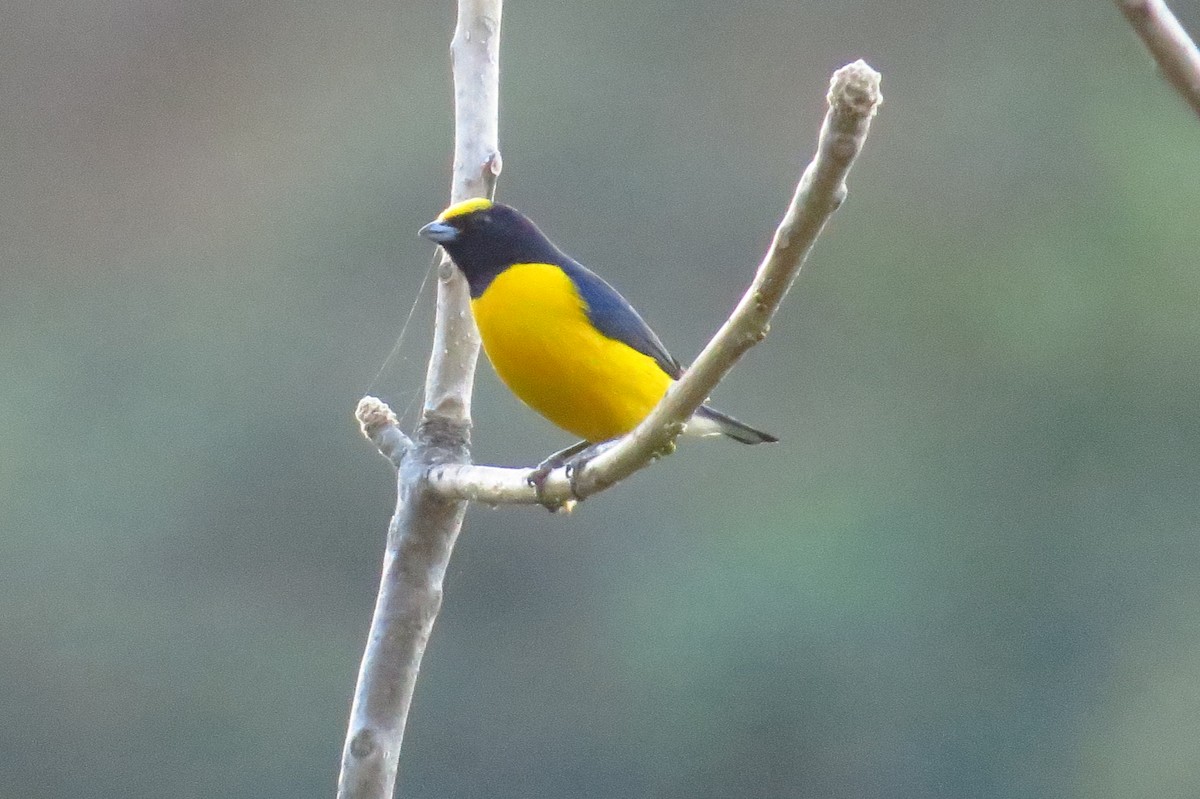 West Mexican Euphonia - Bryant Olsen