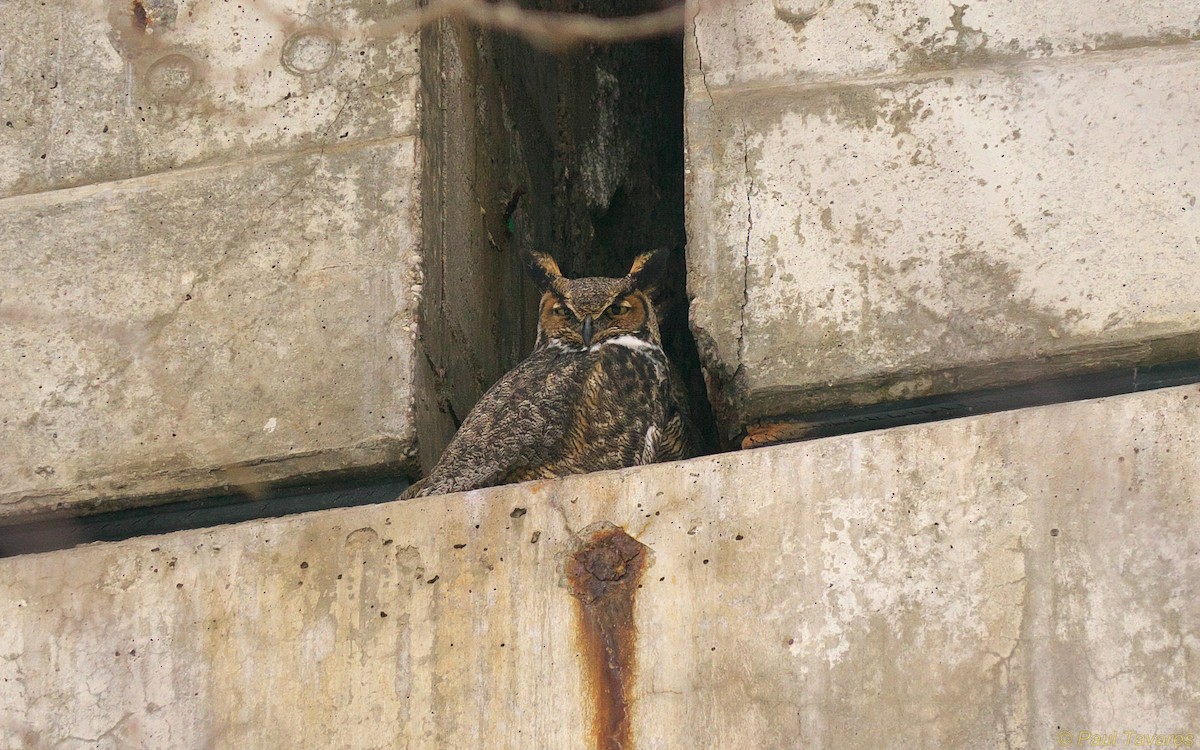 Great Horned Owl - Paul Tavares