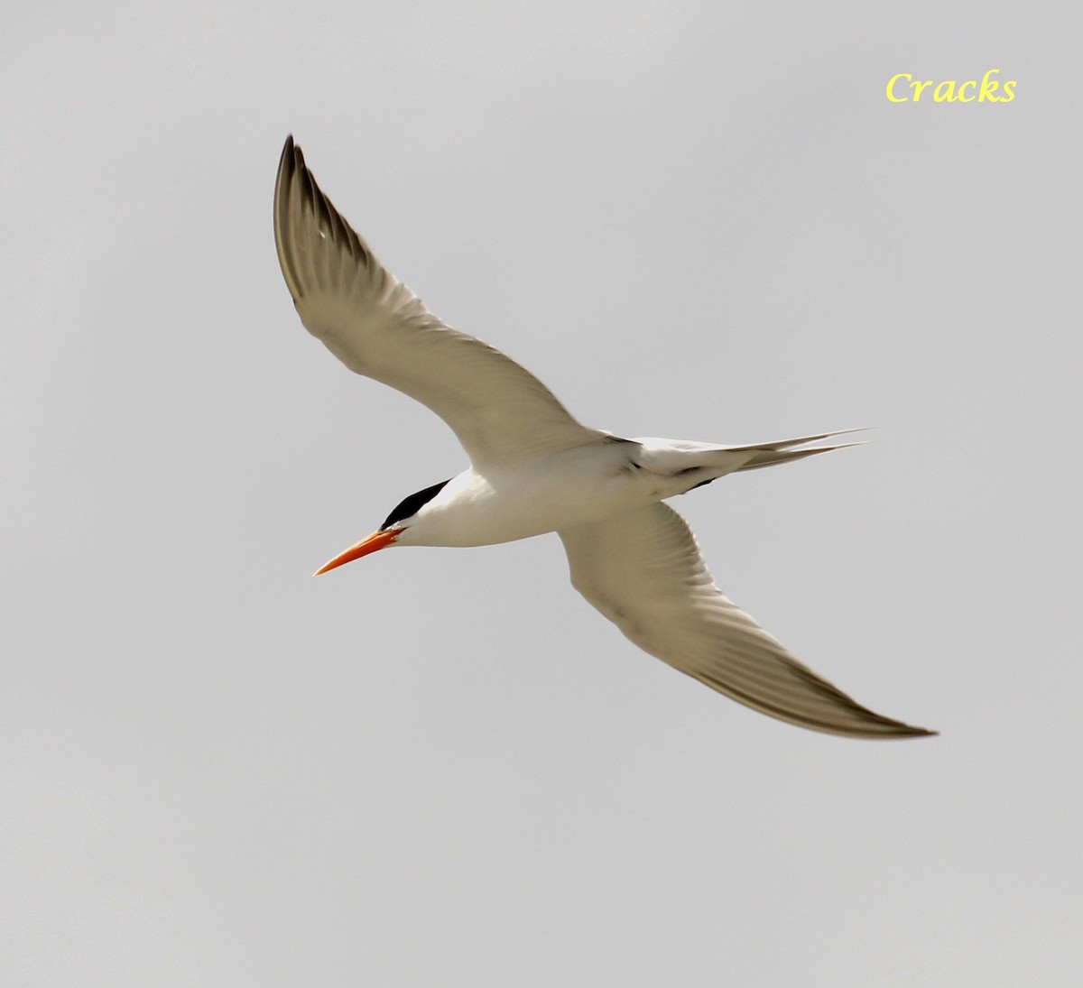 Lesser Crested Tern - Matt McCrae