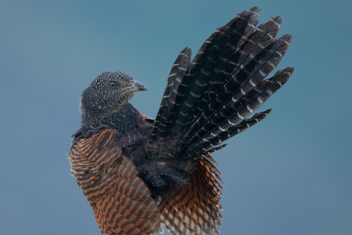 Greater Coucal (Greater) - ML368397291
