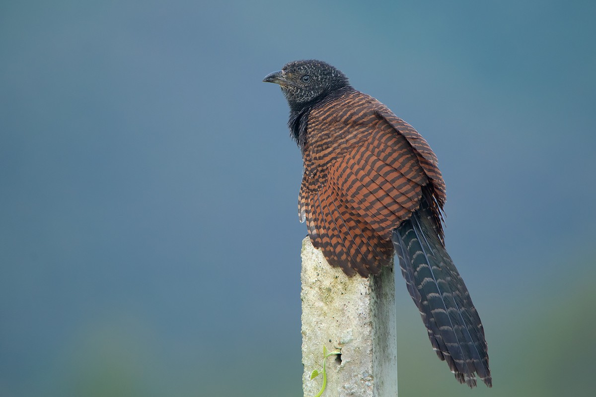 Greater Coucal (Greater) - ML368397301