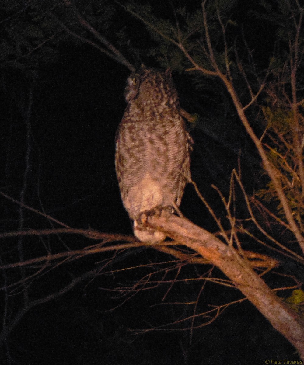 Spotted Eagle-Owl - Paul Tavares