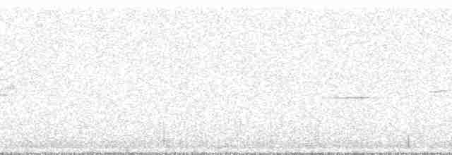 Дрізд-короткодзьоб плямистоволий - ML3684