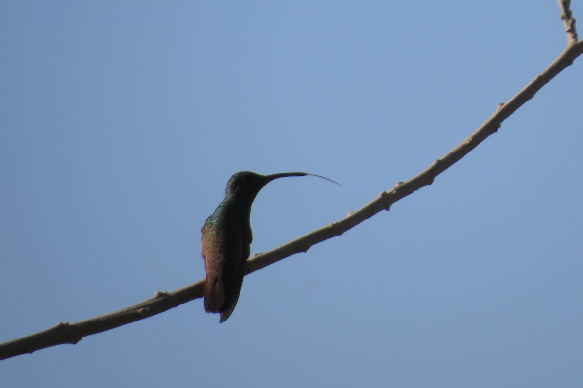 kolibřík mexický - ML36840071