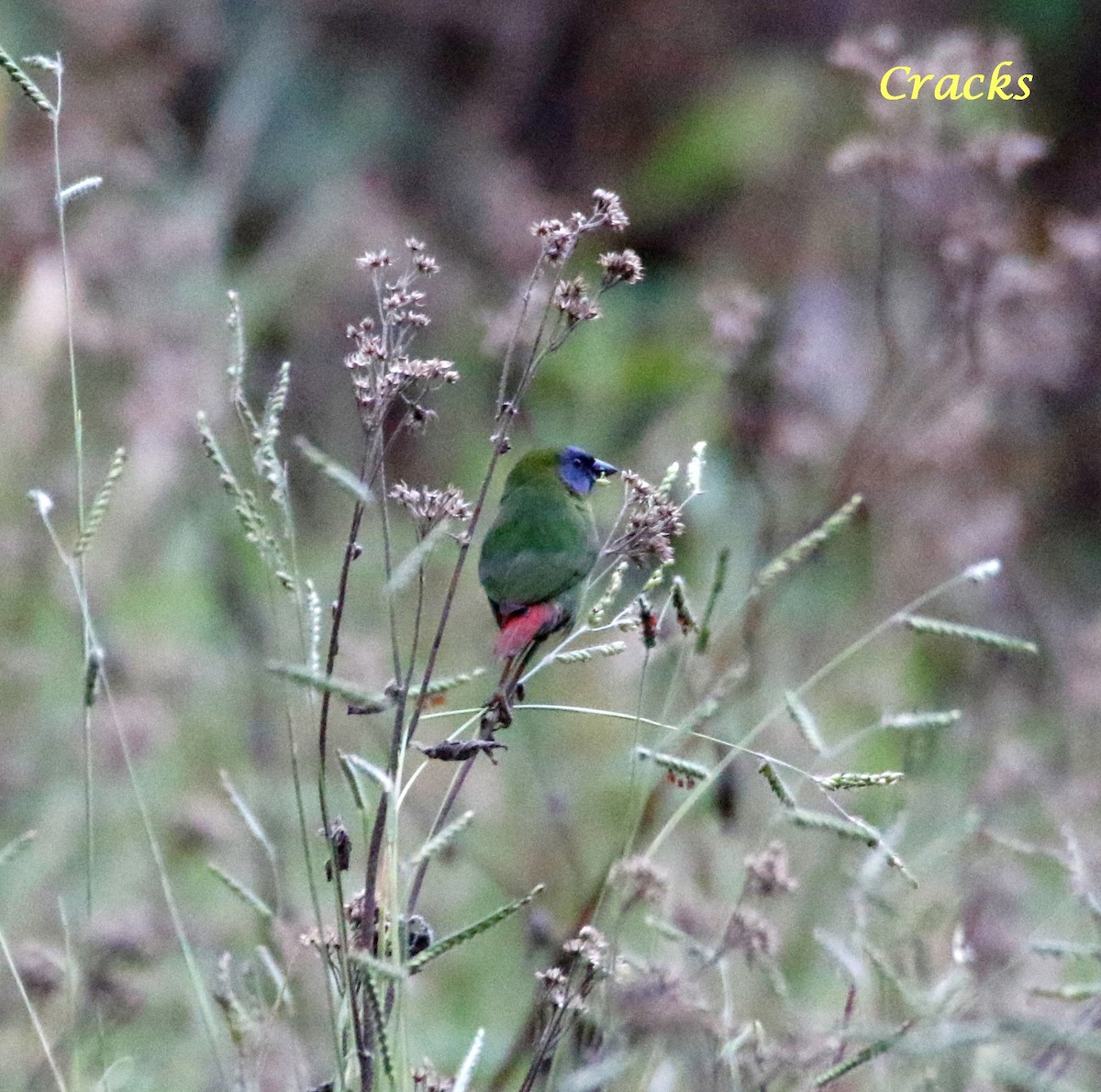 Blue-faced Parrotfinch - ML368404111
