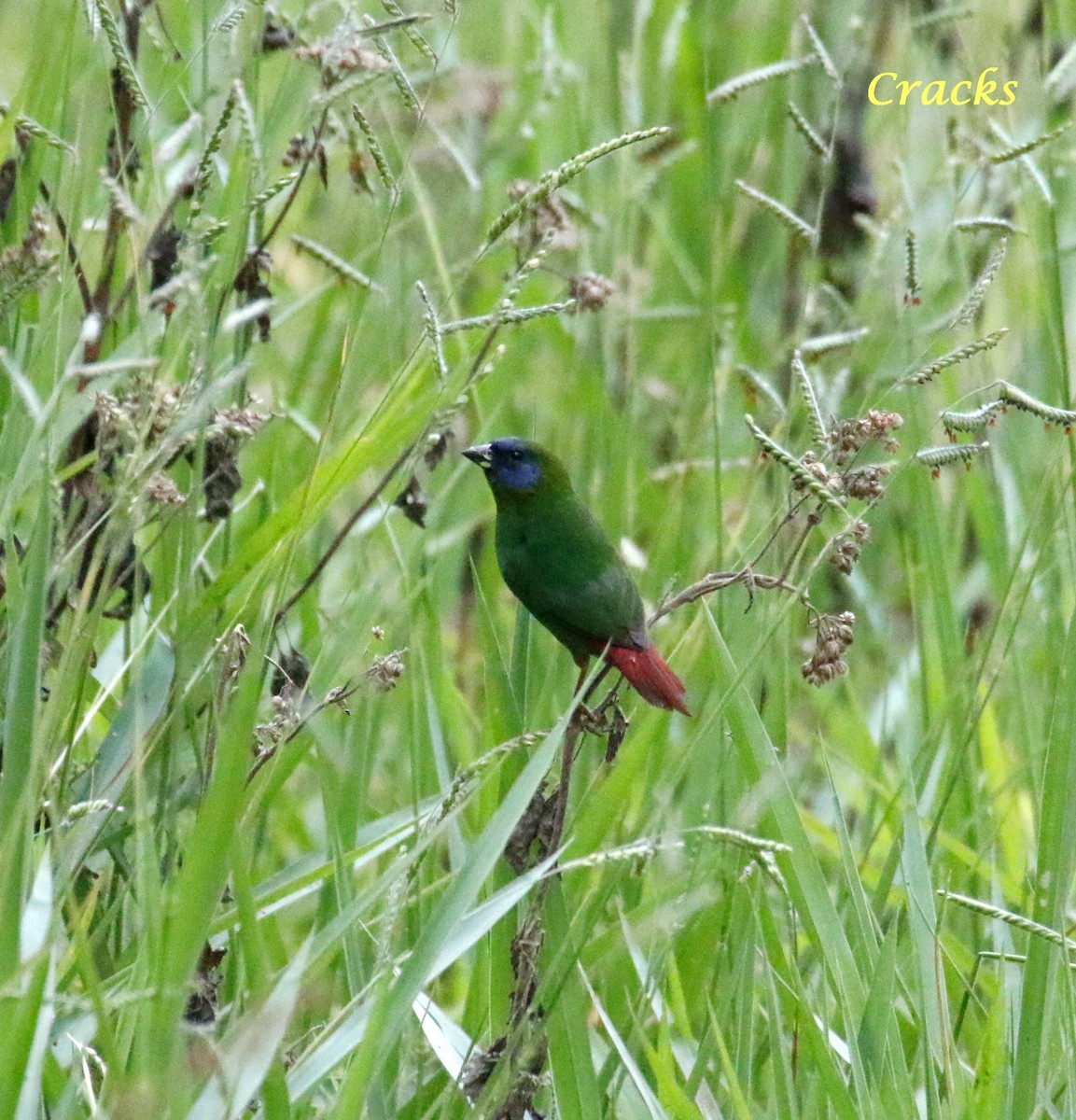 Blue-faced Parrotfinch - ML368404131