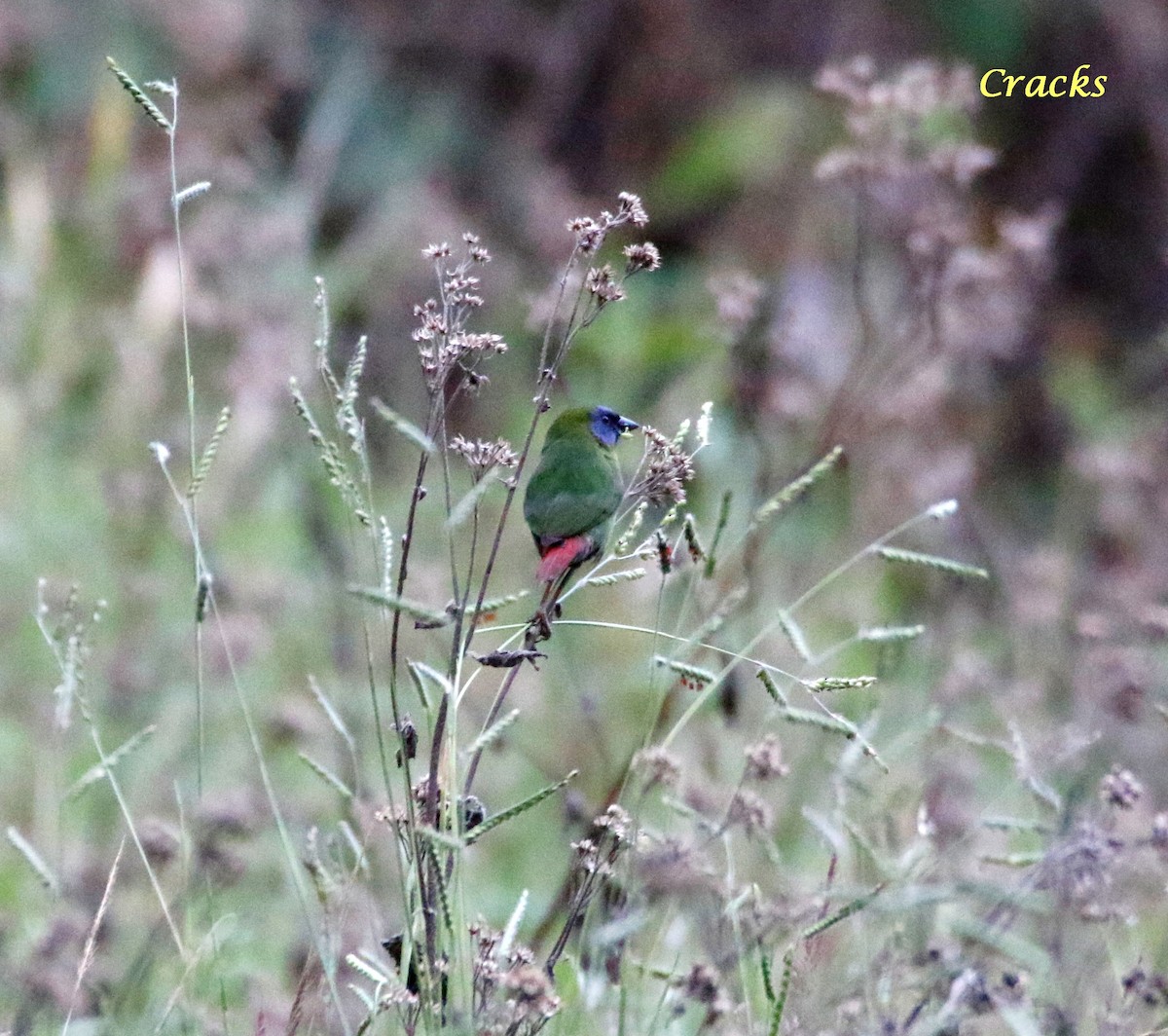 Blue-faced Parrotfinch - ML368404141
