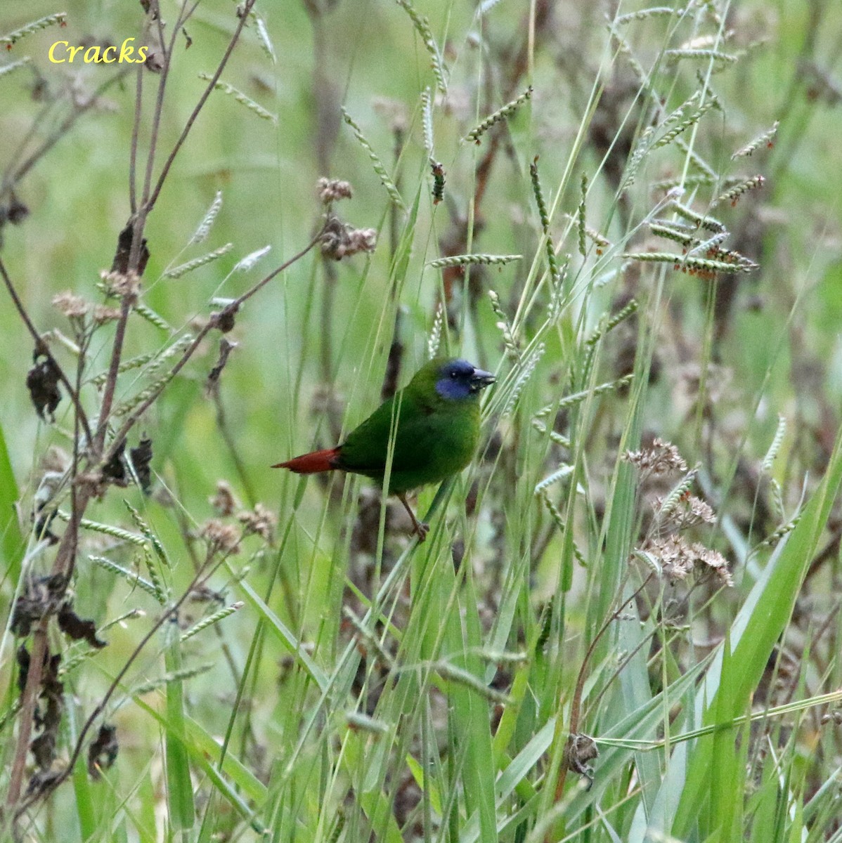 Blue-faced Parrotfinch - ML368404171