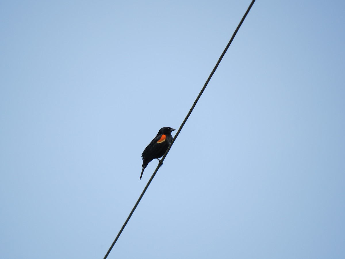 Red-winged Blackbird - Dana  Schroeder