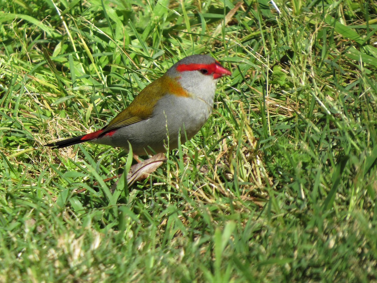 Red-browed Firetail - ML368408001