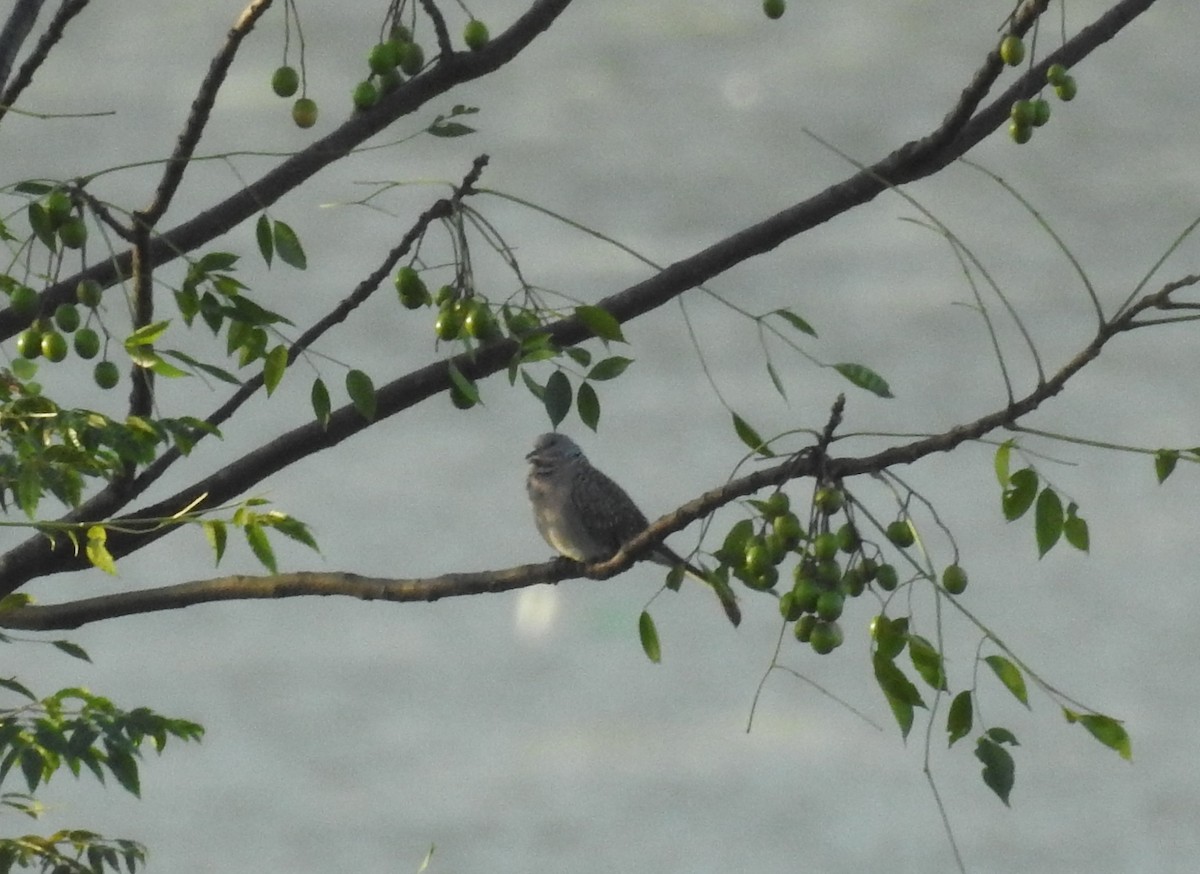 Spotted Dove - Raja Bandi