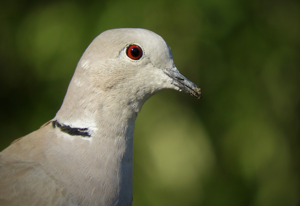 Eurasian Collared-Dove - ML368410501
