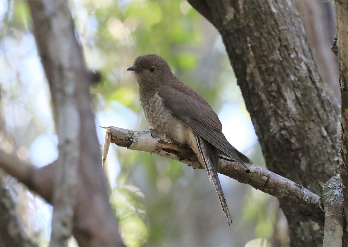 Fan-tailed Cuckoo - ML368411311