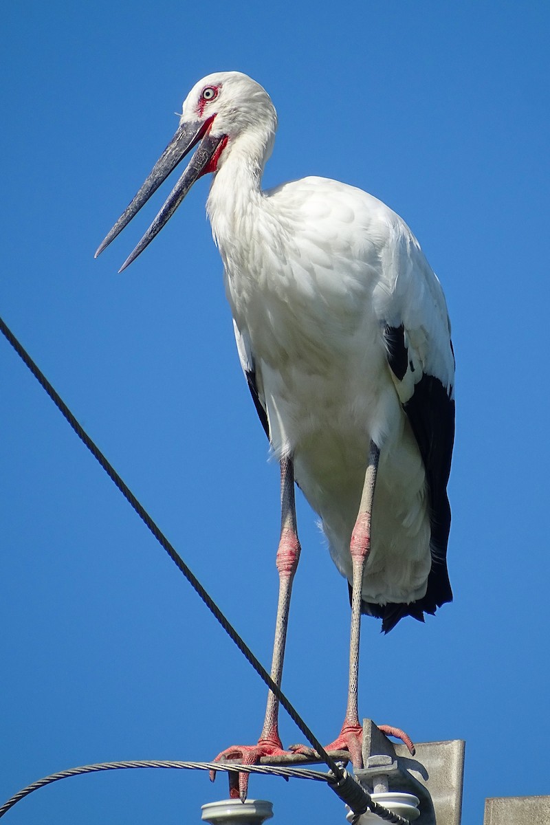 Oriental Stork - ML368414701