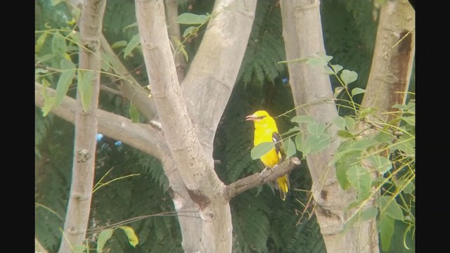 Indian Golden Oriole - ML368415461