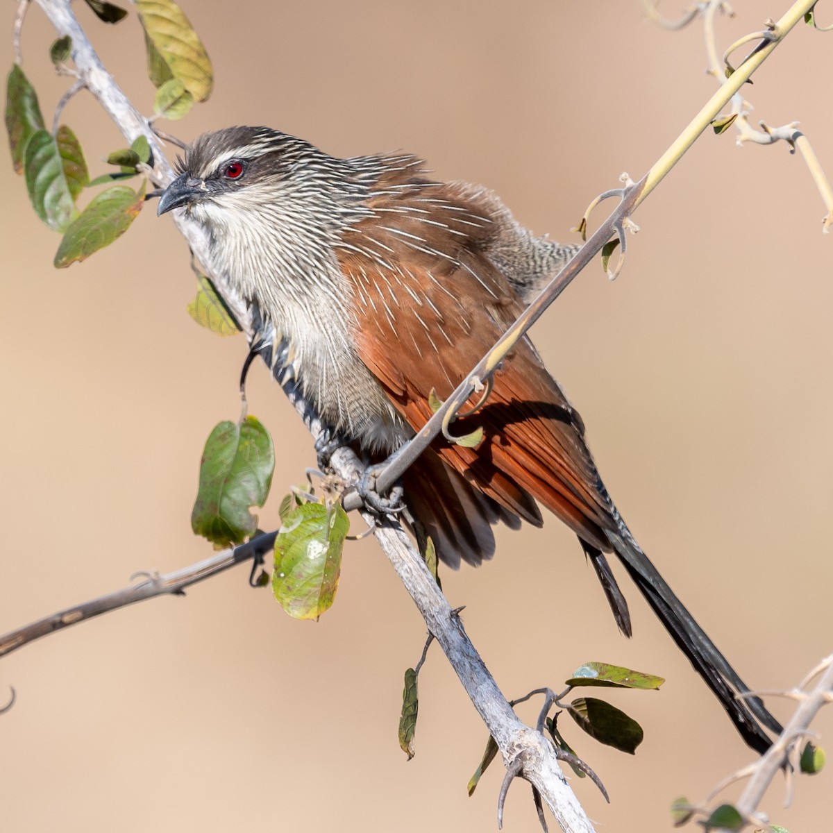 White-browed Coucal - ML368415701