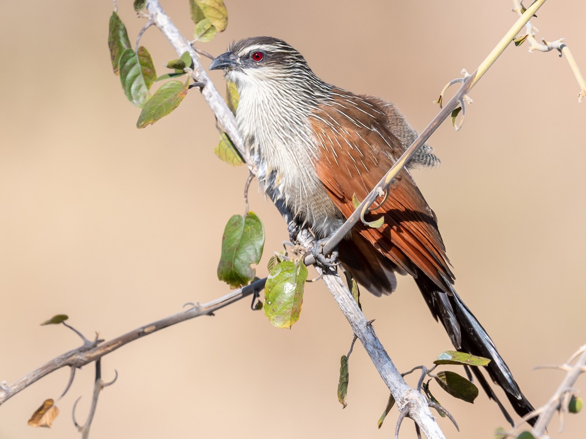 White-browed Coucal - ML368415711