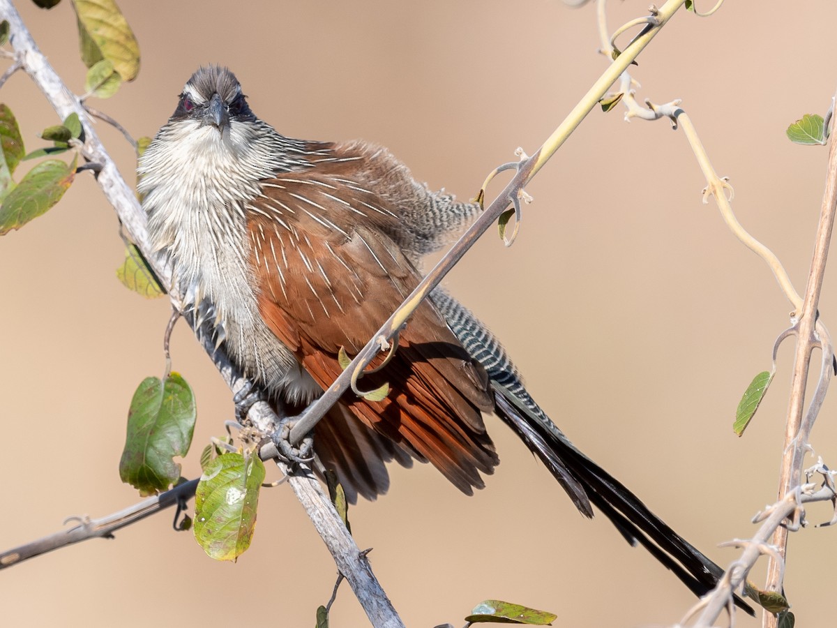 White-browed Coucal - ML368415721