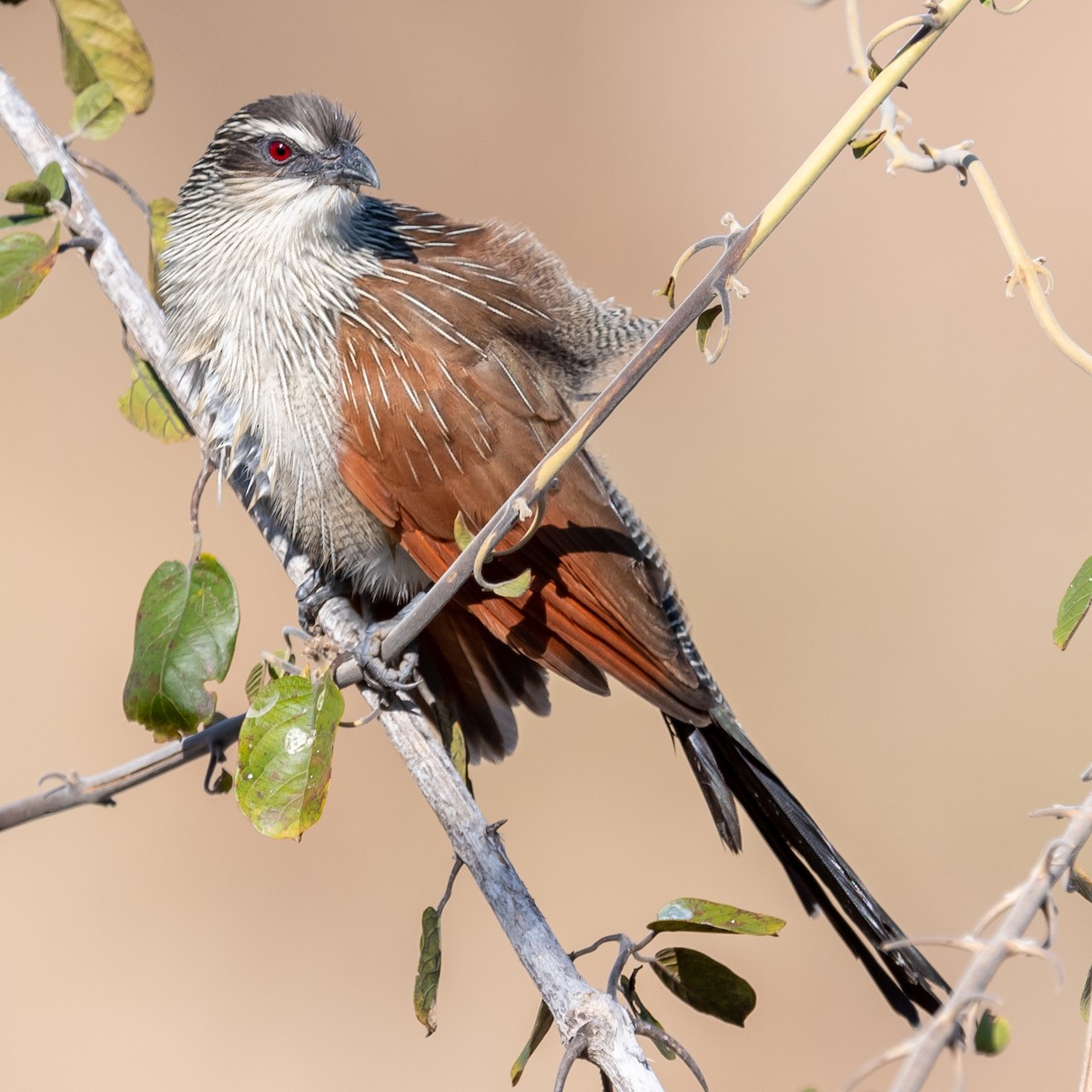 White-browed Coucal - ML368415731