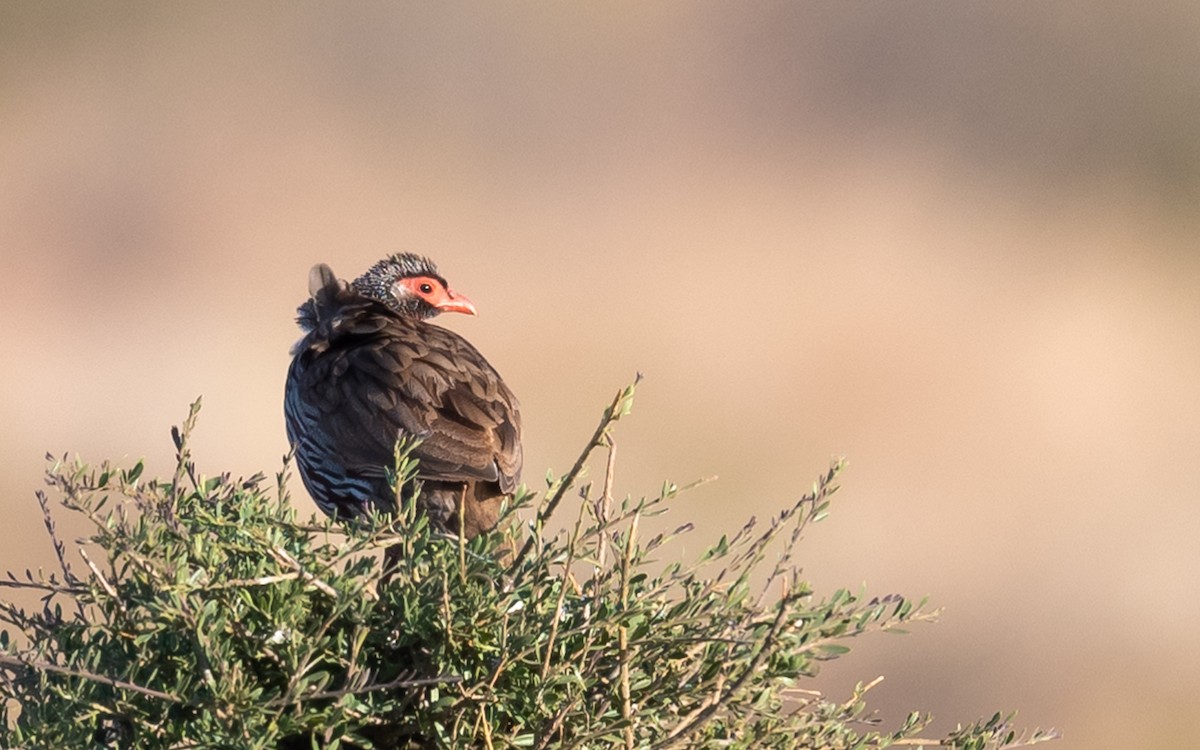 Red-necked Spurfowl - ML368415841